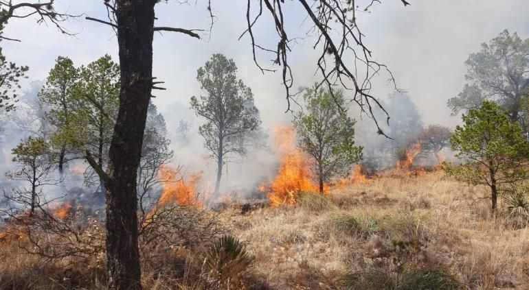 Peligro de incendio forestal muy alto en Uruachi