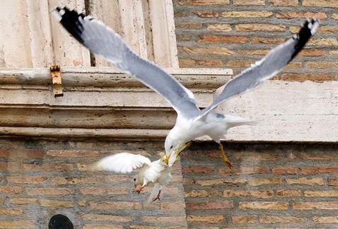 Gaviota ataca a paloma en el Vaticano