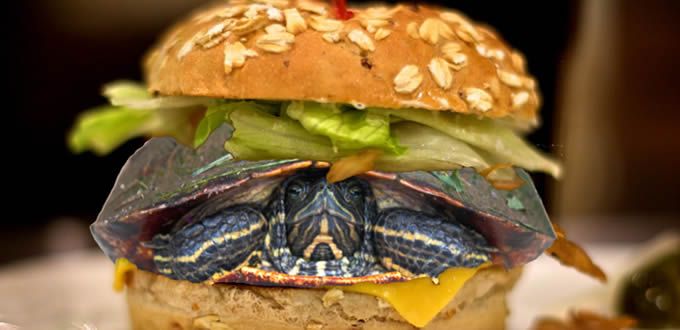 Disfraza a tortuga de hamburguesa para pasarla a avión