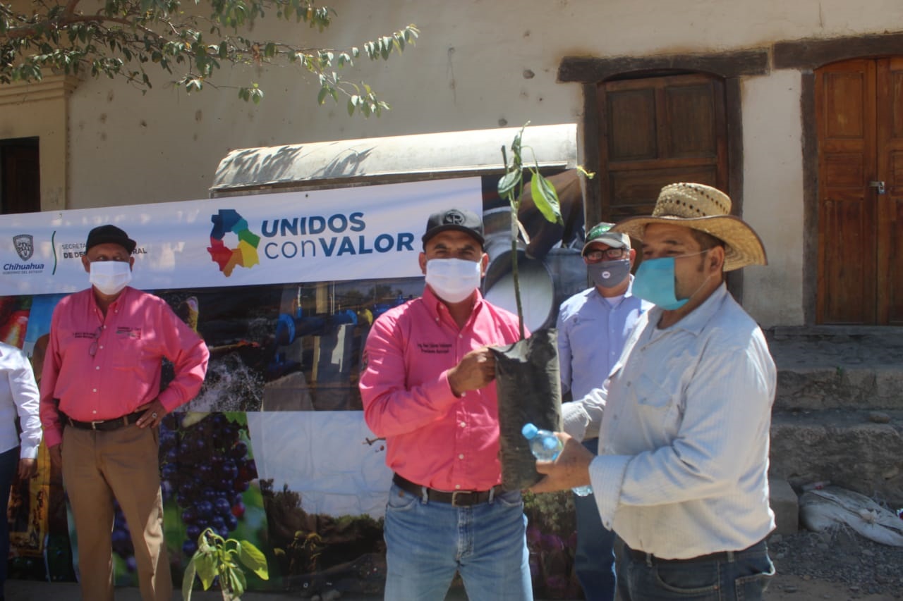 Fortalecen cuenca aguacatera en Guadalupe y Calvo; llegan otros 8,100 árboles