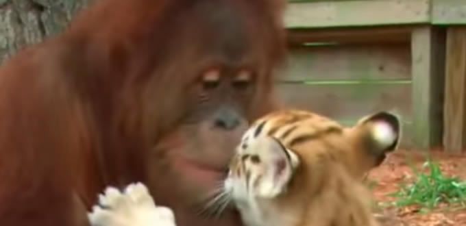 VIDEO: Orangután macho adopta a tres cachorros de tigre