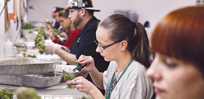 Podrán consumir mariguana en Canadá para usos medicinales 