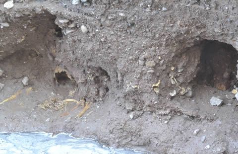 Huesos hallados en excavaciones del centro son de 5 personas