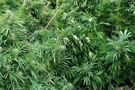 Lanza Jamaica primera empresa de mariguana medicinal