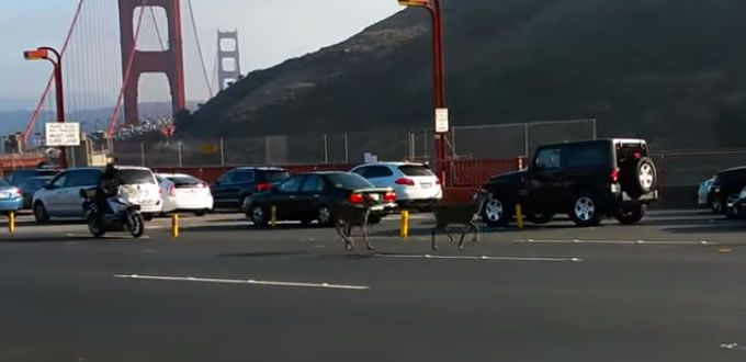 Detienen ciervos el tránsito en el Golden Gate (VIDEO)