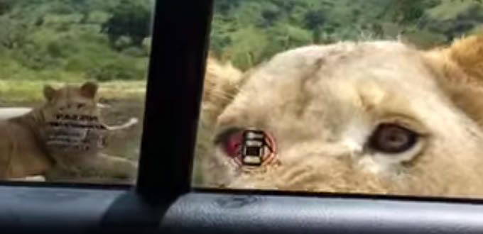 VIDEO: León abre puerta de carro safari y aterra a familia en Sudáfrica