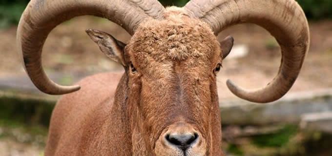 Libre la caza de jabalí europeo y borrgo berbesico