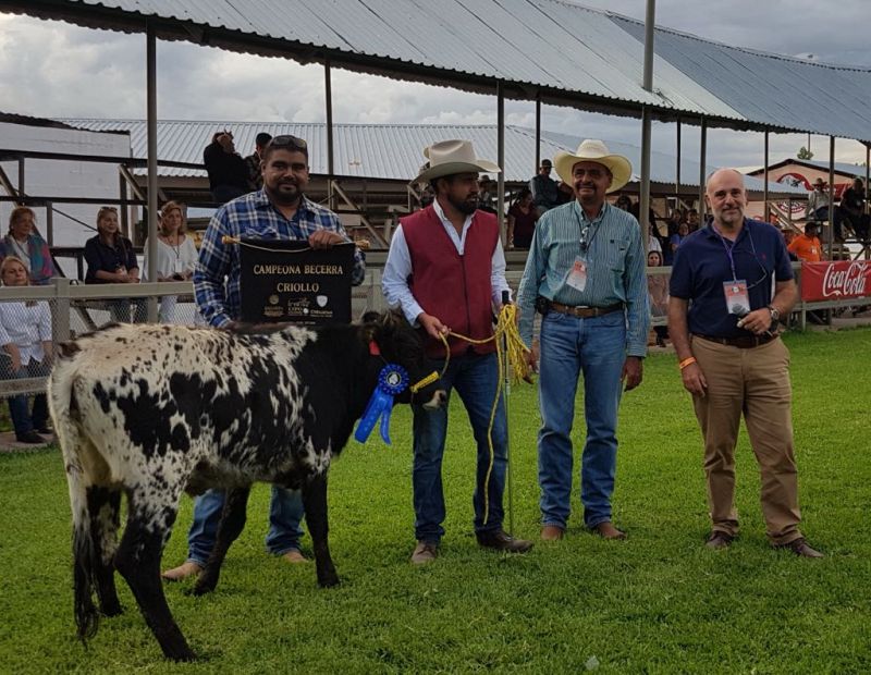 GANADO CRIOLLO, ALTERNATIVA DE PRODUCTOS CÁRNICOS DE CALIDAD: MESSINA