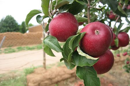 Logra Duarte avance en colocación de manzana chihuahuense a nivel nacional