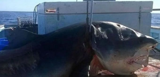 Capturan tiburón azul de seis metros en Australia 