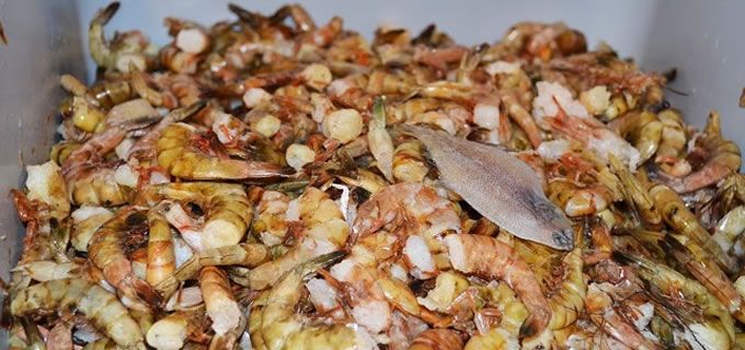 Verifican condiciones sanitarias de negocios de pescados y mariscos