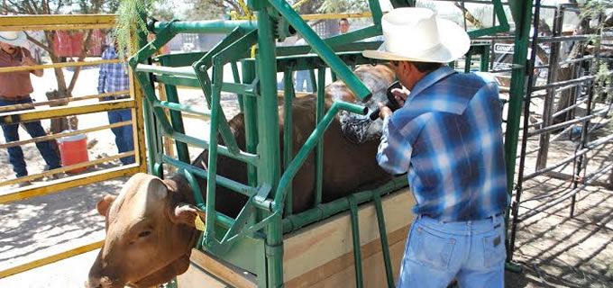 Chihuahua ha logrado precios históricos en venta de ganado en pie: SDR