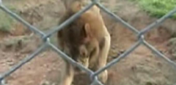 Vea la reacción de un león al tocar el pasto tras 13 años encerrado